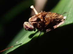 Ophiocordyceps dipterigena