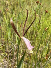 Cleistesiopsis