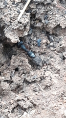 Camponotus compressus