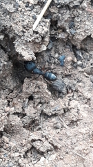 Camponotus compressus