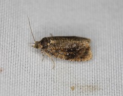 Olethreutes astrologana