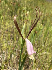 Cleistesiopsis