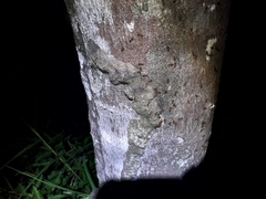 Constrictotermes cyphergaster