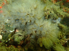 Clavelina oblonga