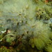 Speckled Sea Squirt - Photo (c) Mike G. Rutherford, some rights reserved (CC BY-NC), uploaded by Mike G. Rutherford