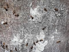 Constrictotermes cyphergaster