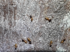 Constrictotermes cyphergaster