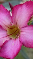 Adenium obesum