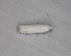 Hystrichophora vestaliana