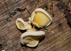 Pseudomerulius curtisii