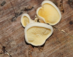 Pseudomerulius curtisii