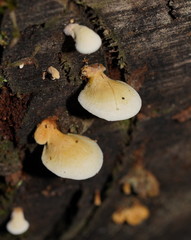 Pseudomerulius curtisii