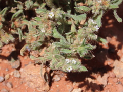 Cryptantha crassisepala