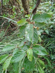 Actinidia rufa
