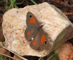 Stygionympha wichgrafi