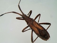 Chariesterus brevipennis