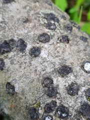 Biscogniauxia marginata