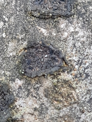 Biscogniauxia marginata