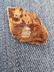 Biscogniauxia marginata