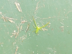 Cetratus rubropunctatus