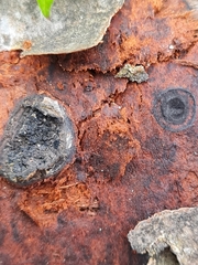 Biscogniauxia marginata