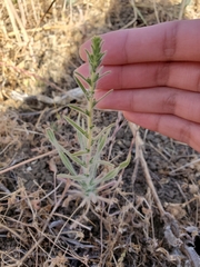 Blepharizonia plumosa