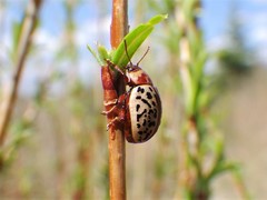 Calligrapha verrucosa