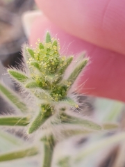Blepharizonia plumosa