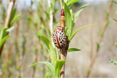 Calligrapha verrucosa