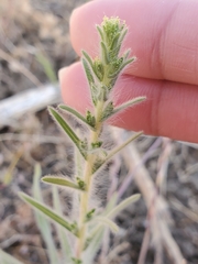 Blepharizonia plumosa