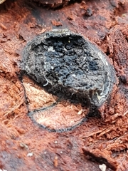 Biscogniauxia marginata