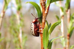 Calligrapha verrucosa