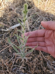 Blepharizonia plumosa