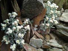 Anaphalis nepalensis