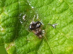 Leptobyrsa