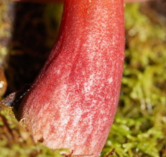 Boletus tasmanicus