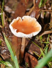 Lentinellus tasmanicus