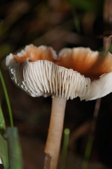 Lentinellus tasmanicus