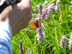 Lycaena dispar
