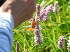 Lycaena dispar
