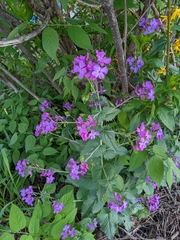 Lunaria annua