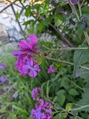 Lunaria annua