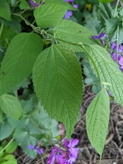 Lunaria annua