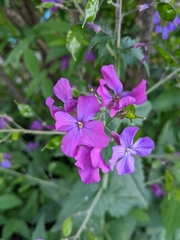 Lunaria annua