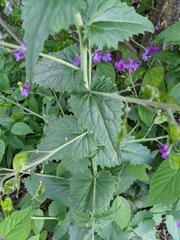 Lunaria annua