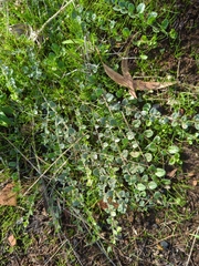 Kickxia spuria integrifolia