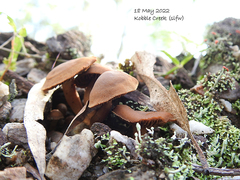 Psathyrella echinata