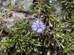 Globularia repens