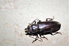 Nothopleurus lobigenis