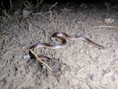 Atractus trilineatus